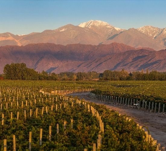 Luigi Bosca, única bodega argentina en el Mundial de Qatar 2022