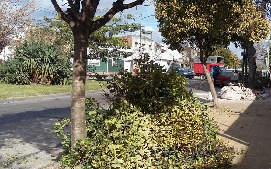 Una vecina de La Loma reclama que podaron dos de sus árboles "por error"