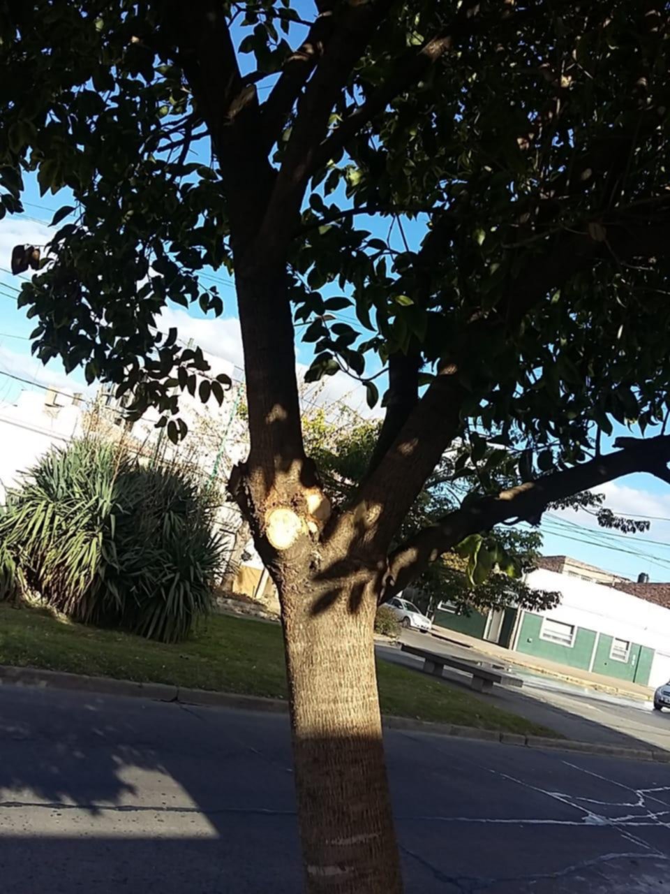 Otro reclamo por la poda en el barrio La Loma