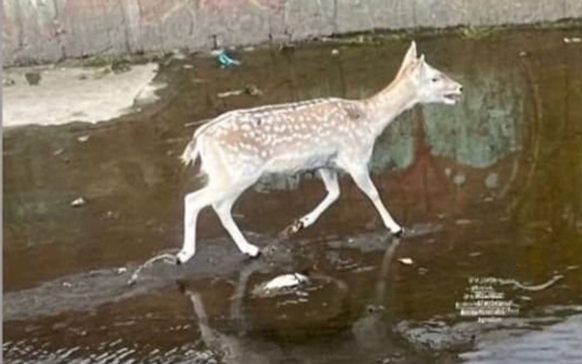 Destacan que "Bambi" sigue suelto: buscan a su dueño