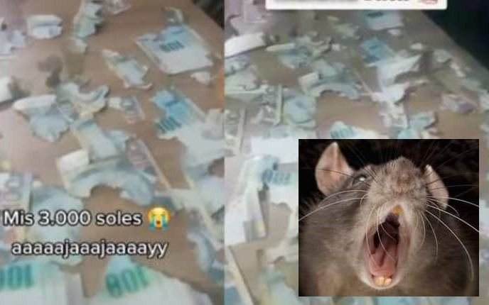 Una rata le destrozó a una joven 15 mil pesos en ahorros: "Es una maldita"