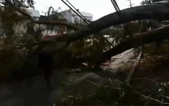 Menor casi es aplastado por un árbol en Ezpeleta