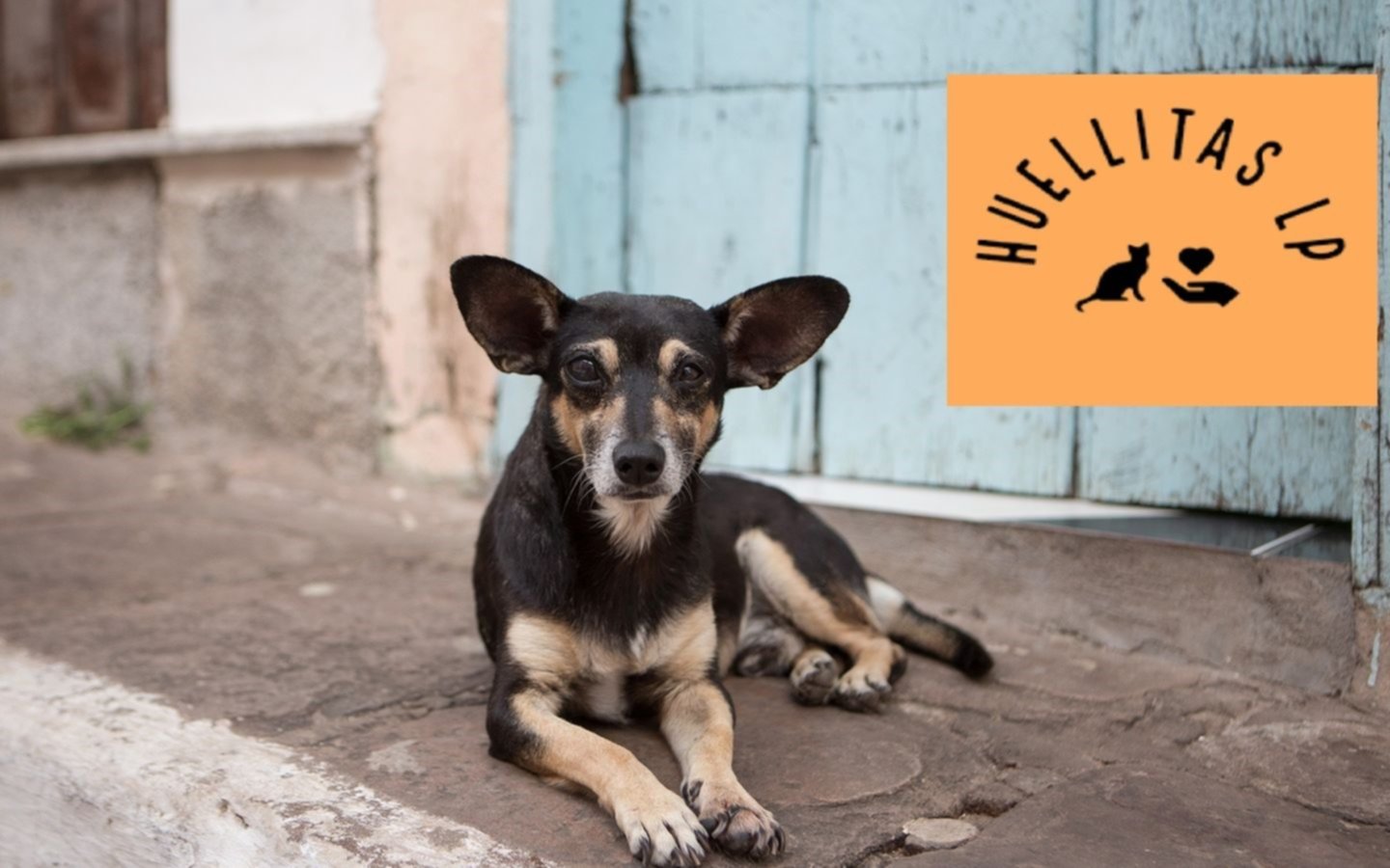 "No me dejan adoptar porque soy de Villa Elvira", la queja de un vecino contra un refugio de perros