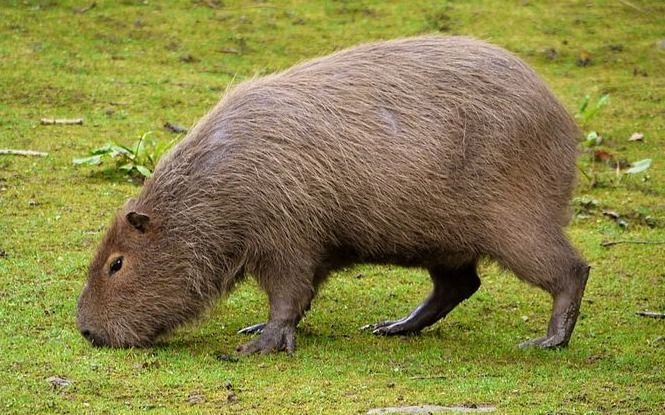 La insólita prohibición de la Anmat: un alimento a base de carpincho