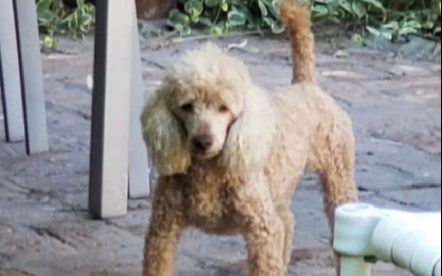 Vieron cómo se llevaron a su caniche Carmelo en Gonnet y lo busca desesperadamente