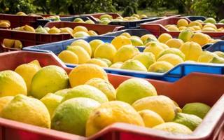 En Corrientes aseguran que "se tiran limones por falta de mercado, no por falta de gasoil"