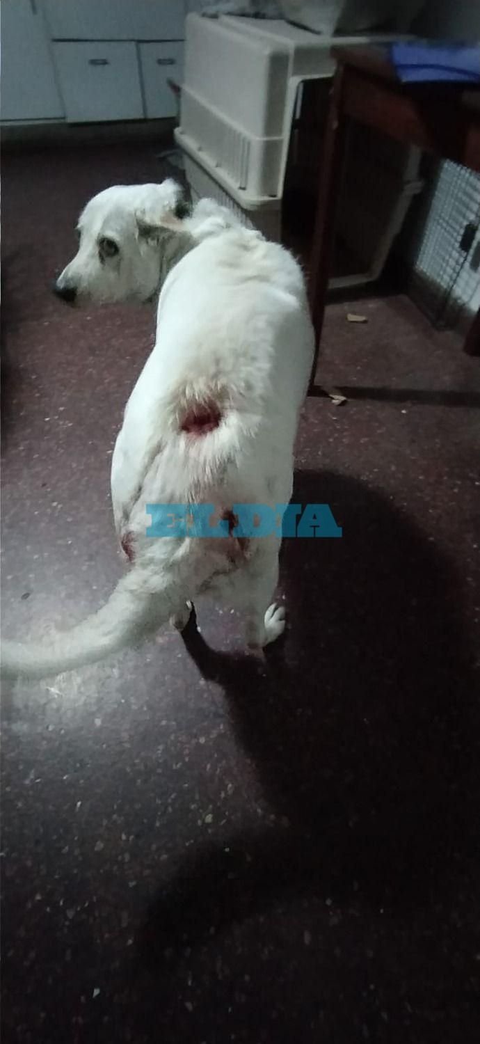 Paseaba con su hijito, los atacaron dos Rottweillers, y su perra los defendió y terminó muy herida