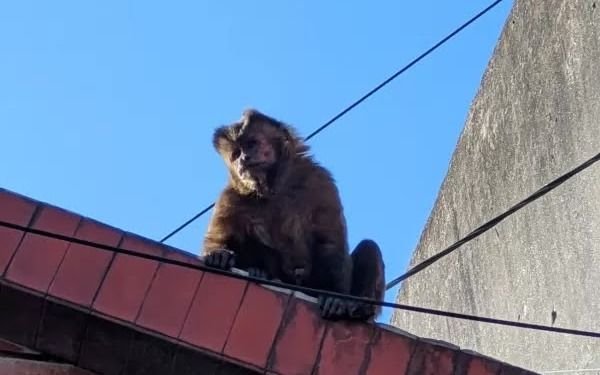 Tucumán: un mono mordió a un policía luego de que lo quieran rescatar