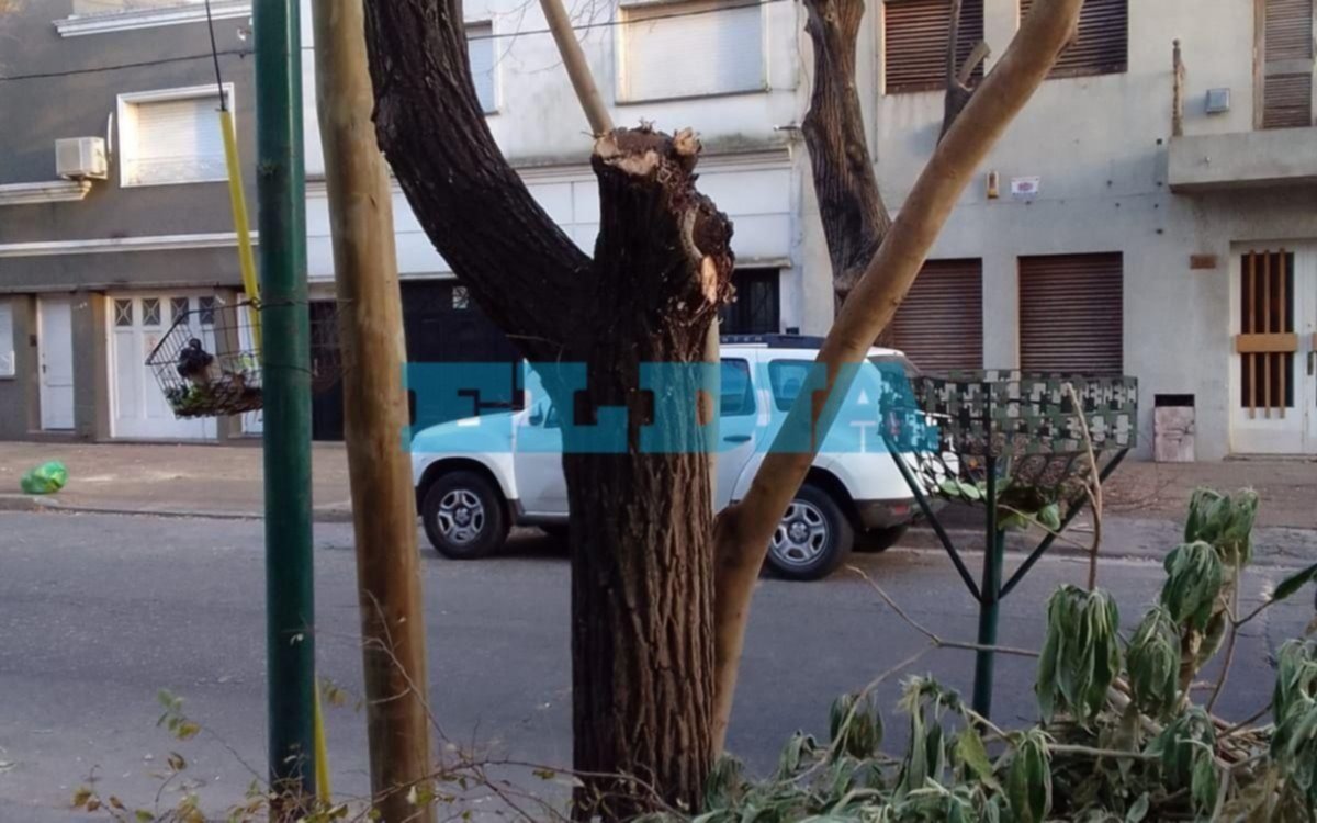 "Es época de poda, no de esta porquería"