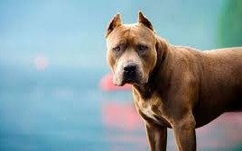 Murió de un infarto al ver que un pitbull atacaba a su hijo