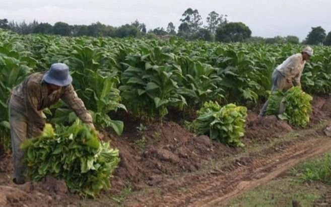 Jujuy: buscan mano de obra boliviana ante la falta de trabajadores argentinos