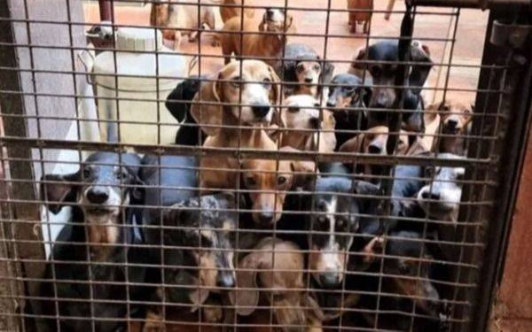 Maltrato animal: rescataron a casi 60 perritos Salchicha ofrecidos a la venta en un criadero ilegal