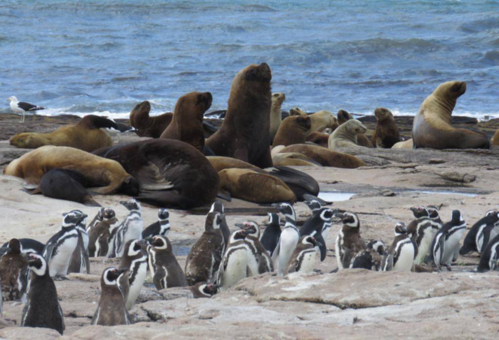Islote Lobos: cómo es y qué ofrece este nuevo parque nacional