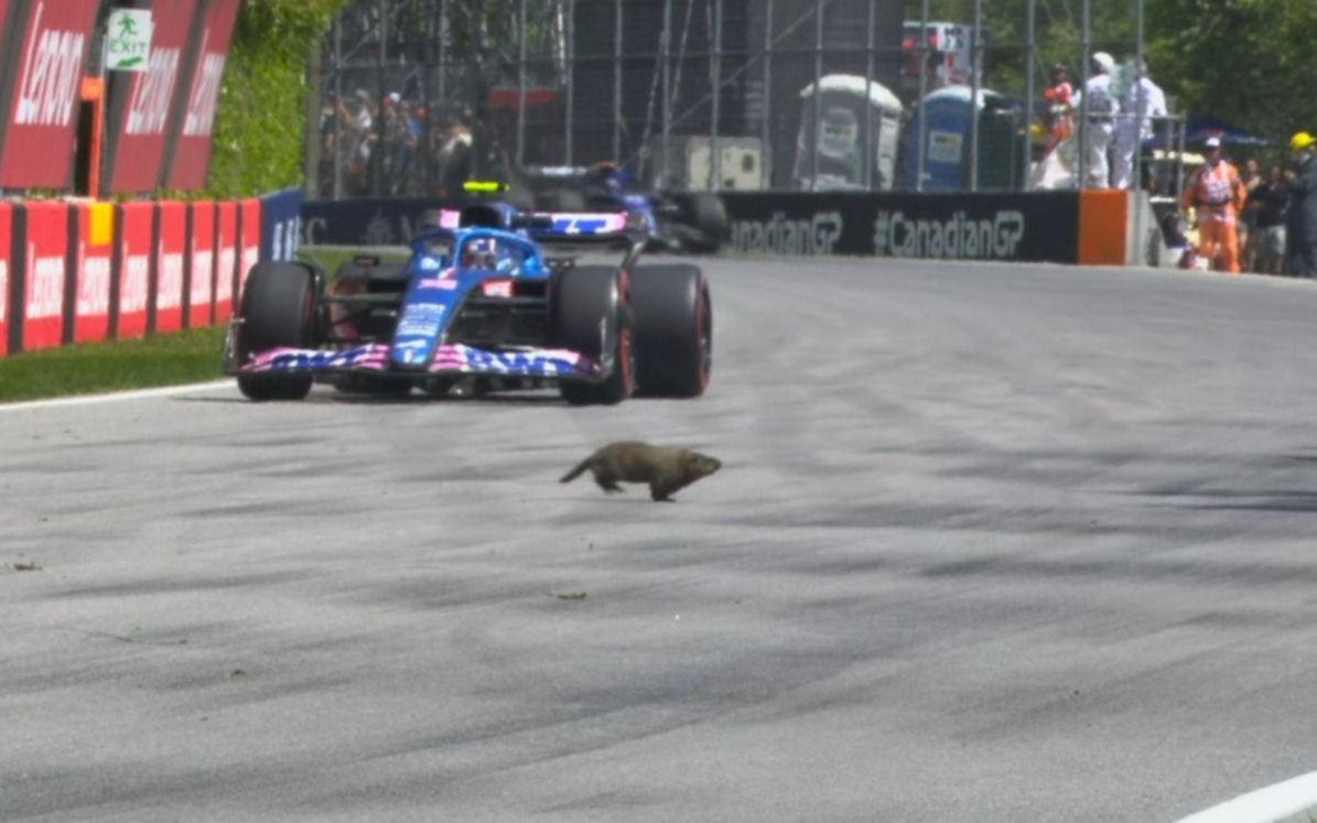 No tan marmota: cruzó la pista y se salvó de ser arrollada por los Fórmula 1