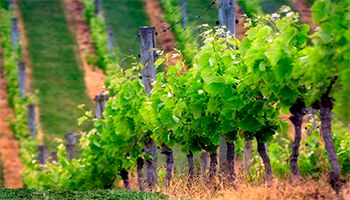 Los productos orgánicos vitivinícolas avanzan a paso firme