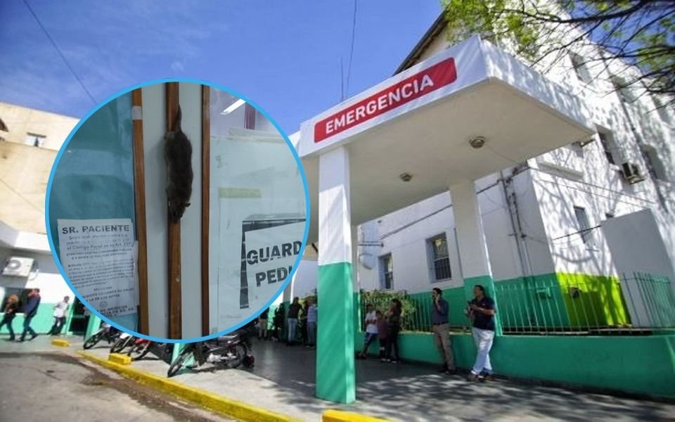 Una rata gigante asustó a todos en el hospital de Quilmes
