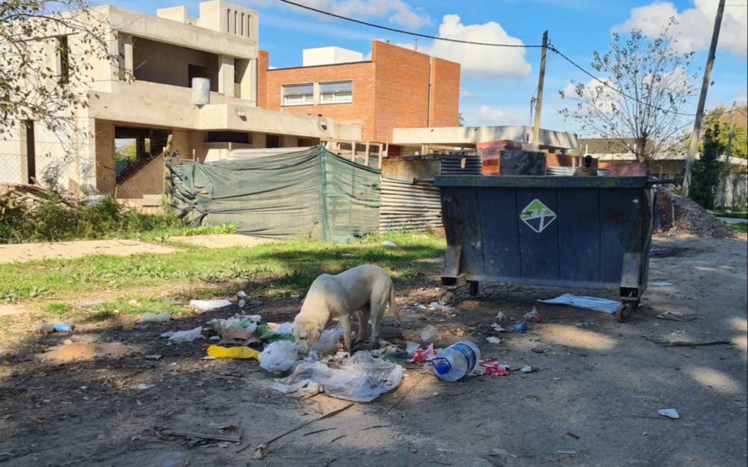 Roedores, perros y olores: denuncia "foco de contaminación" por la acumulación de basura