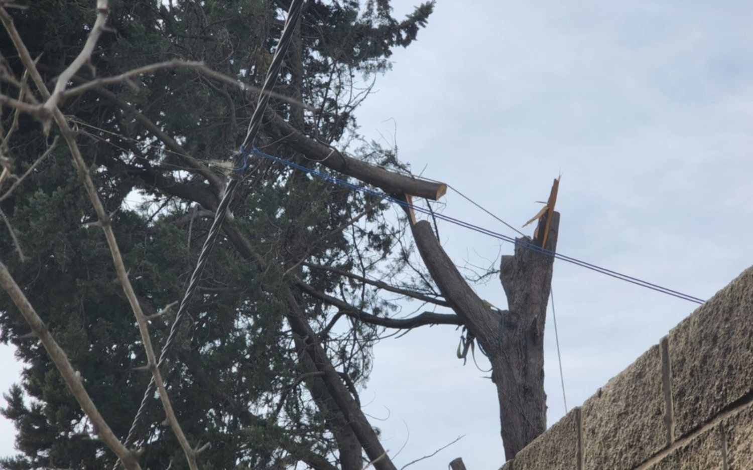 Podaba un árbol y dejó a un barrio sin luz varias horas en La Plata