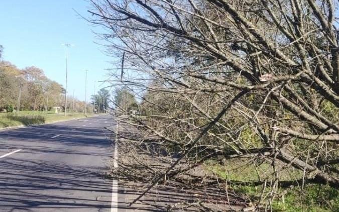 Piden recorte de ramas al costado del Centenario