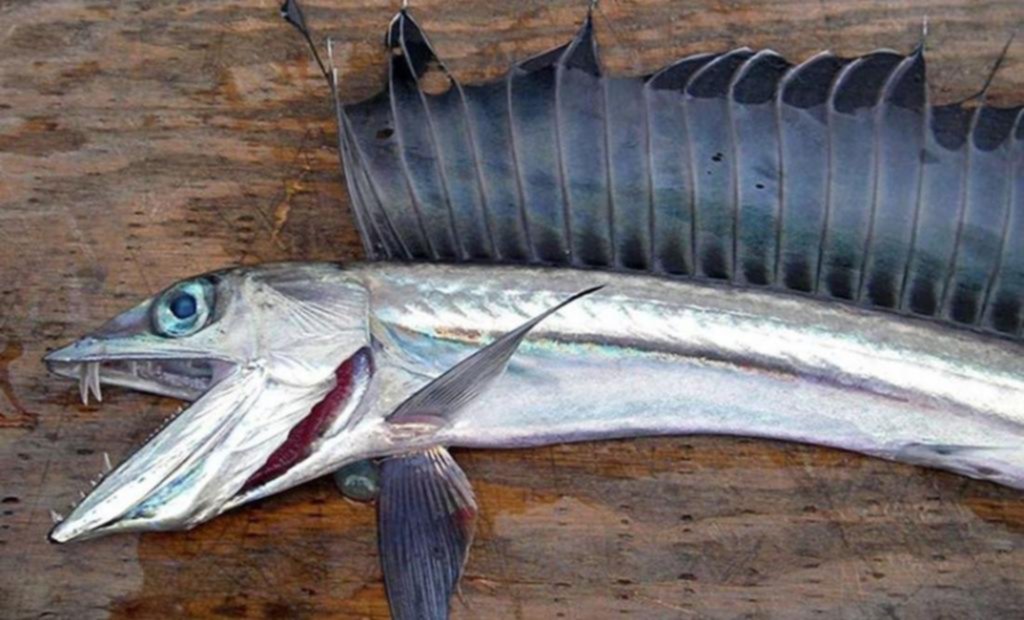 Los peces “dientudos” que asustan en Oregon