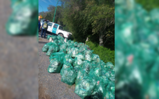 Vecinos recolectaron más de cien bolsas de basura de un arroyo en la Reserva Natural de Punta Lara