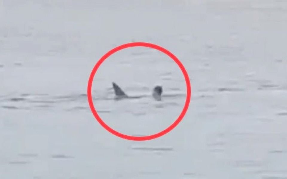 Video sensible.- Un tiburón devoró a un joven ruso en una playa de Egipto