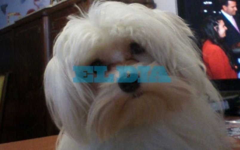 La Plata: imputaron el peluquero canino del perro muerto y otro con las costillas quebradas