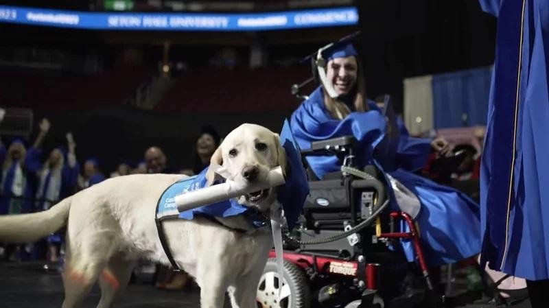 Un perro de servicio, con diploma universitario