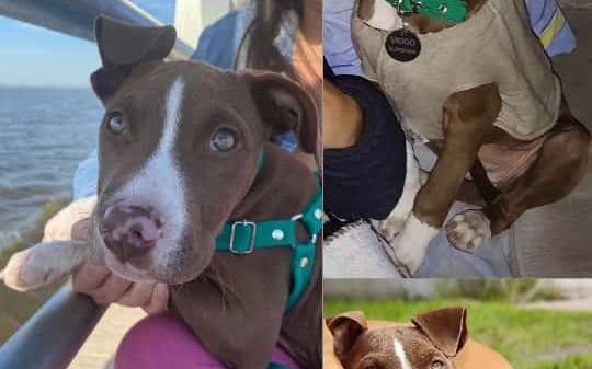 Denuncian el robo de un perro en Melchor Romero: su dueña lo busca desesperadamente