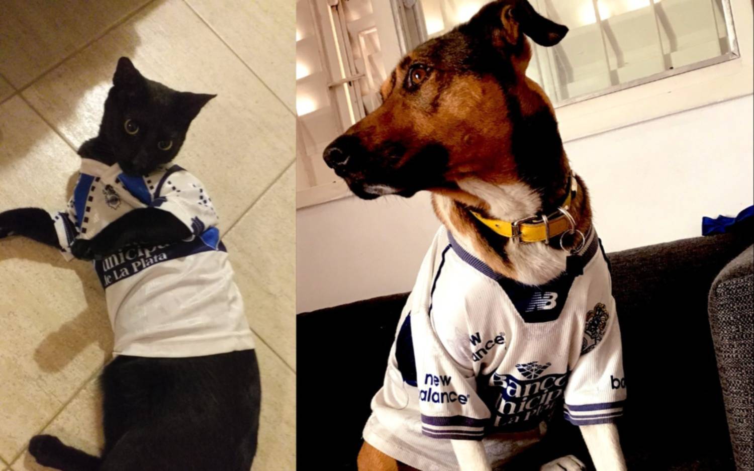 Gimnasia presentó la campaña "Asociá a tu mascota": cuáles son los beneficios