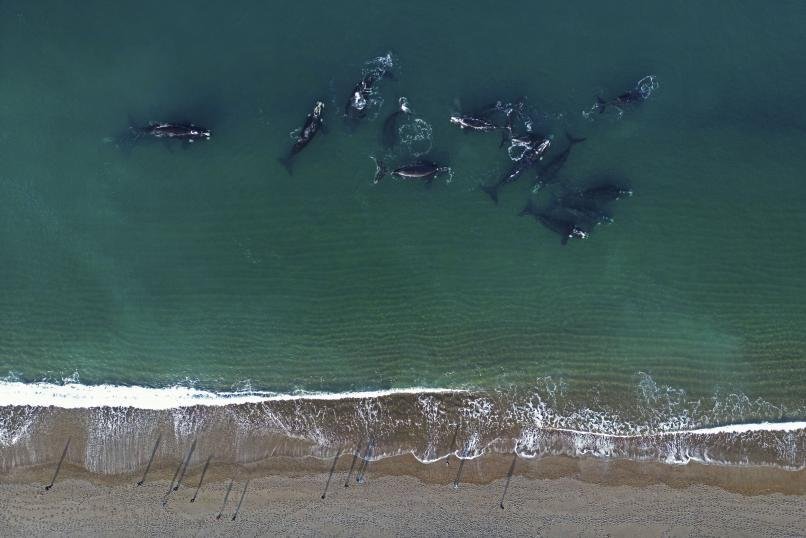 Llegaron las primeras ballenas a Puerto Madryn y comienza el avistaje