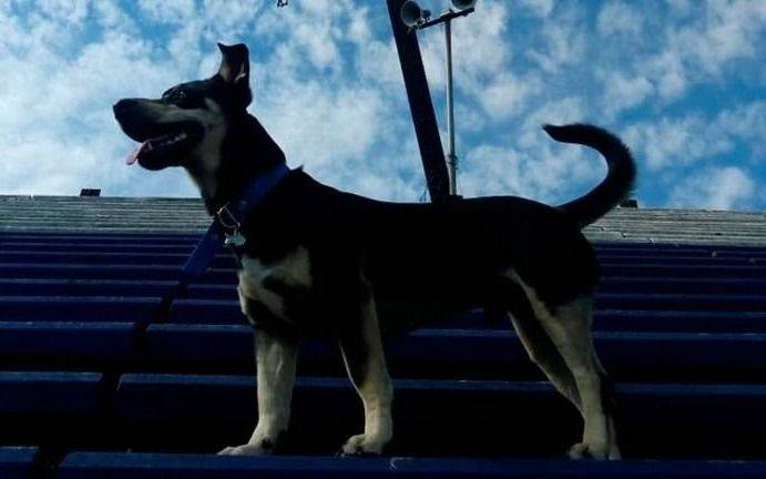 La campaña de Gimnasia para asociar a mascotas: cómo inscribirse y que beneficios tiene