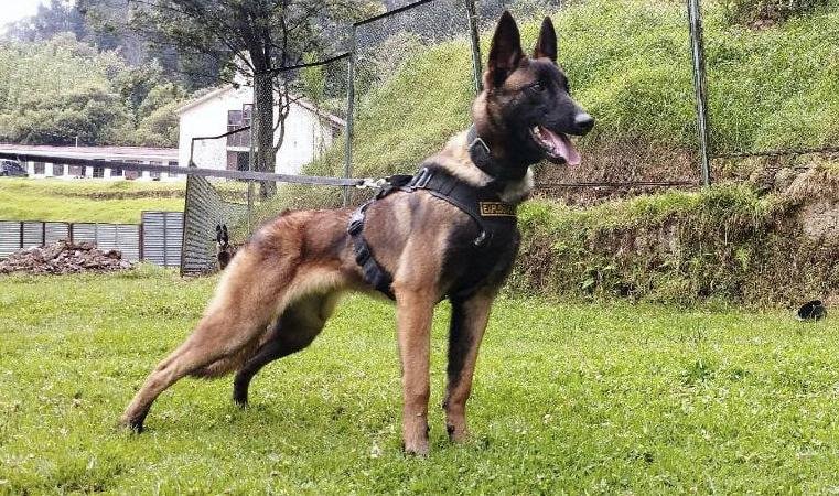 Hembras en celo buscan a Wilson, el perro perdido en la selva colombiana
