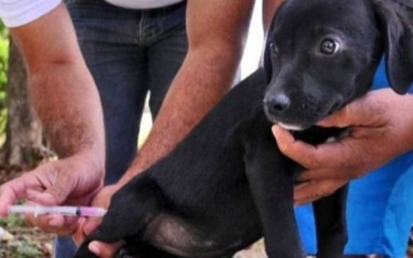 En qué barrios de La Plata vacunarán gratis a perros y gatos esta semana