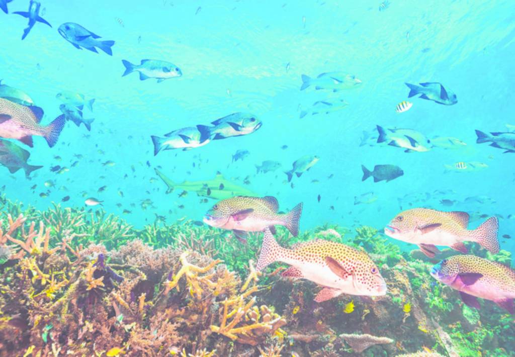 Protección de la alta mar: un histórico tratado internacional