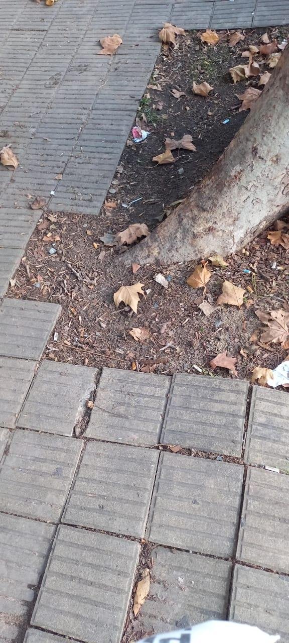 Las raíces dañaron el piso y las aberturas de un negocio