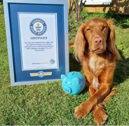El talentoso perrito “ahorrativo” que junta monedas en la alcancía