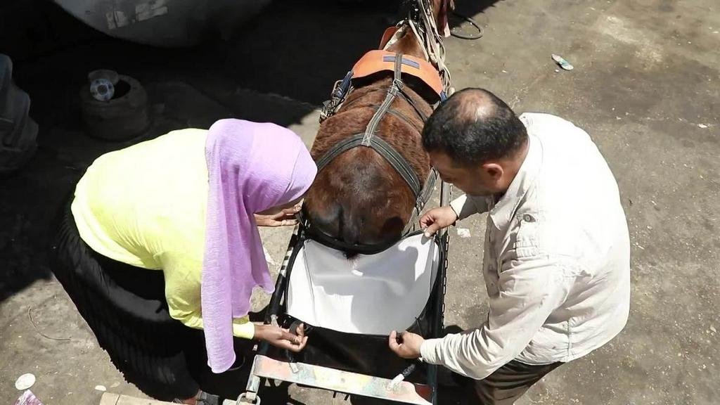 Pañales para caballos y calles limpias en Singapur
