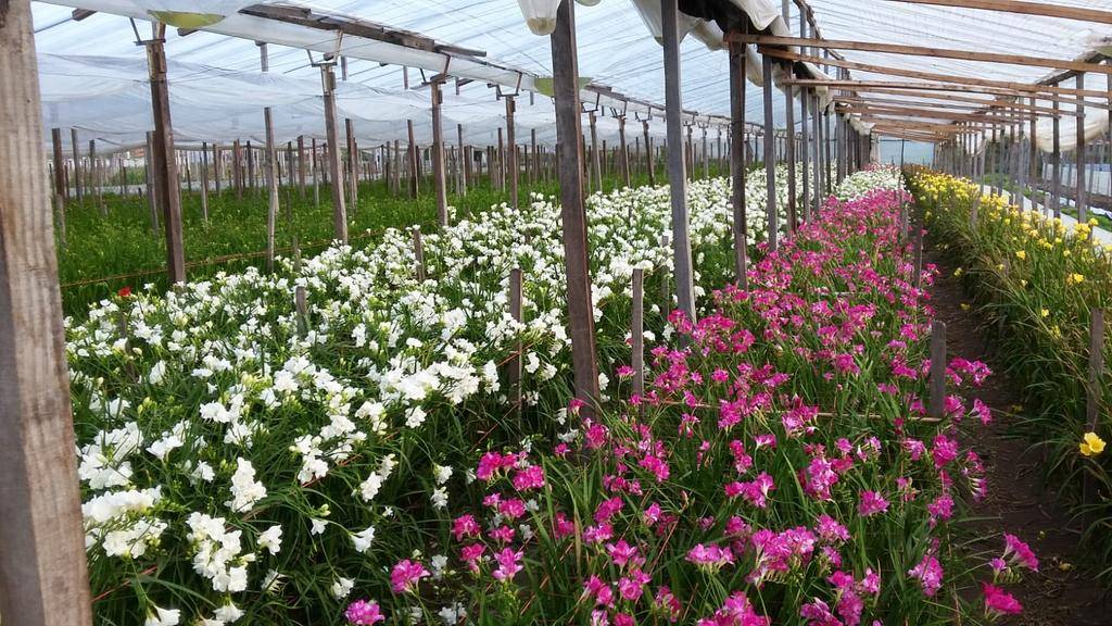 Las flores, asunto de familia: un cultivo regional con tradición y futuro