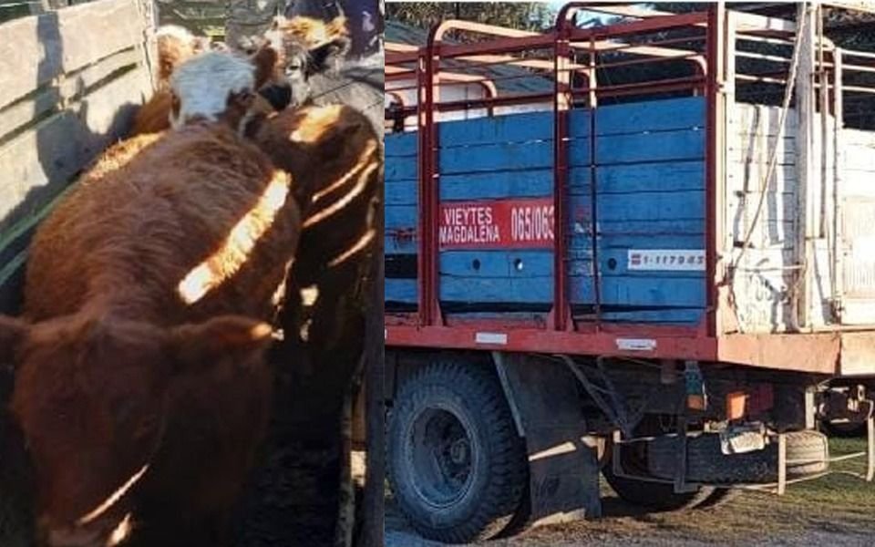 Cayeron los "cuatreros de Ruta 36" con un camión con más de 30 cabezas de ganado