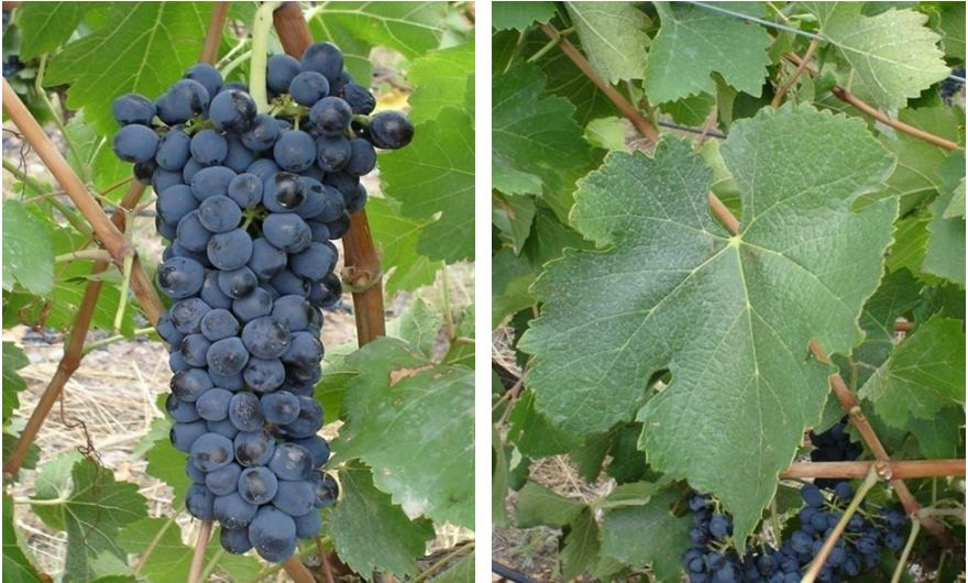 Ancellota: una uva presente en casi todas las provincias productoras de vino