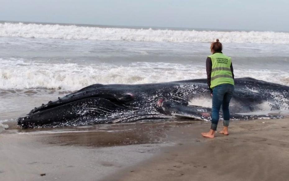 Aparecieron ballenas muertas en Valeria del Mar