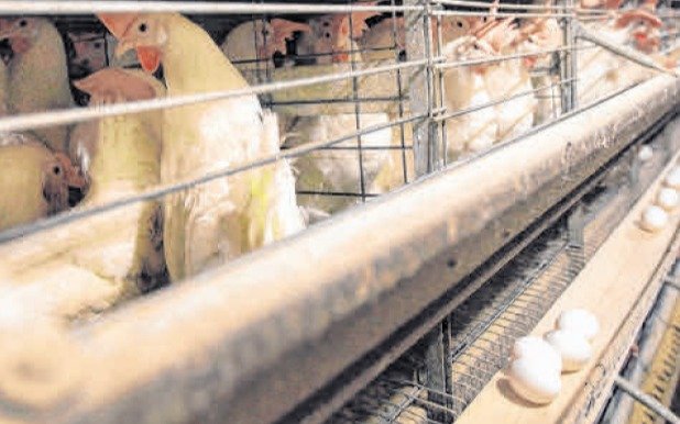 De huevos ni hablar... Sacrificarán 4,2 millones de pollos