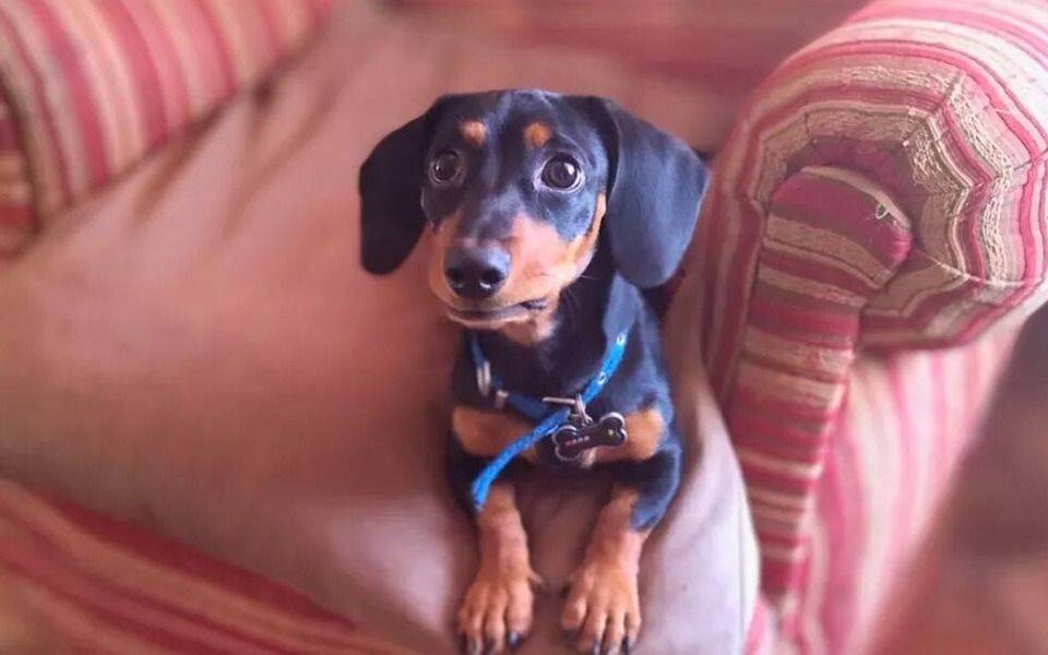 Día Nacional del Perro: por qué se celebra el 2 de junio en Argentina
