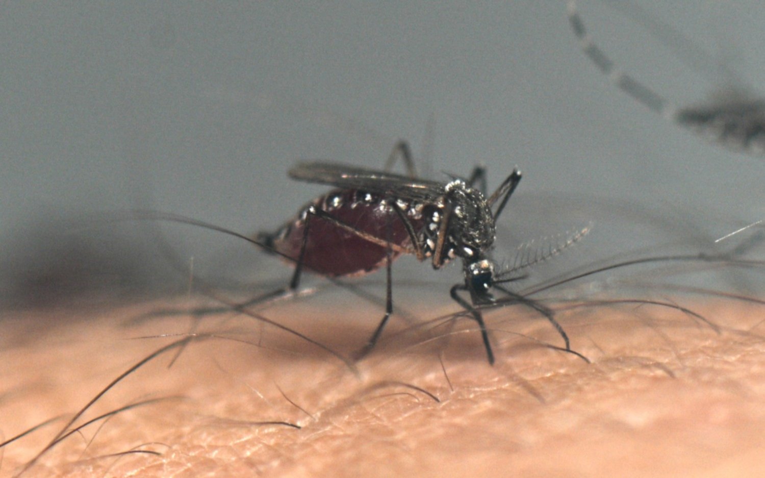 Sube la temperatura en La Plata, se viene el "veranito" y... ¿vuelven los mosquitos?