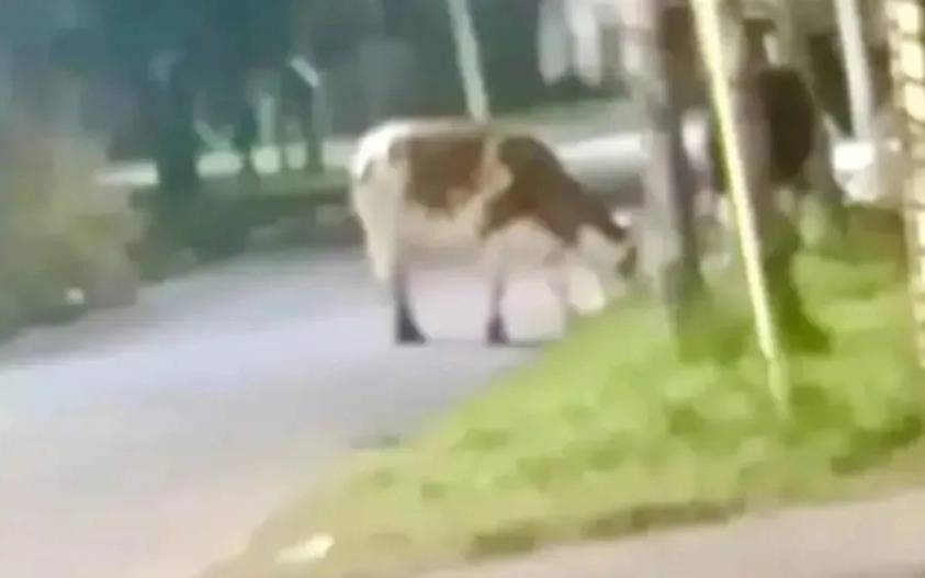 Aparición de vaca suelta en Quilmes Oeste