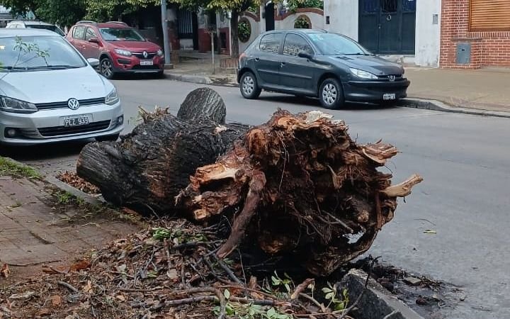 Un árbol caído, representa un "verdadero peligro" para vecinos de un barrio de La Plata