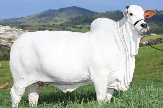 ¡La vaca más cara! Parte de un plan complejo para poner carne en la mesa “de todos”