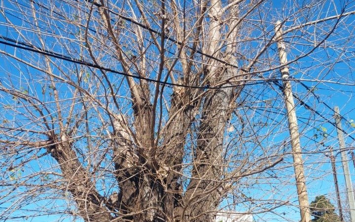 Vecinos de La Plata en alerta por un árbol a "punto de caer"