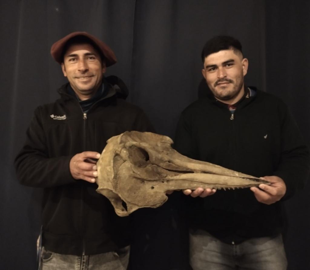 Asombro bonaerense: pescadores sacaron un delfín prehistórico